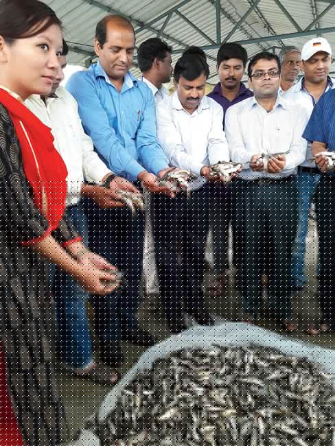Artificial breeding: Salty Tangra fish  being cultivated