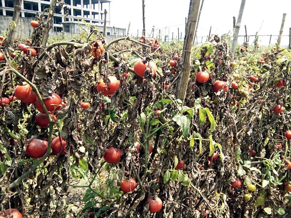 armers worried about low price of tomato