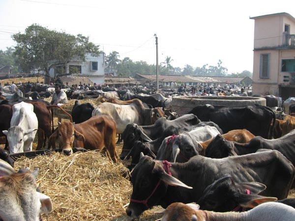 Jaipur Municipality thinking to stop Cow market soon