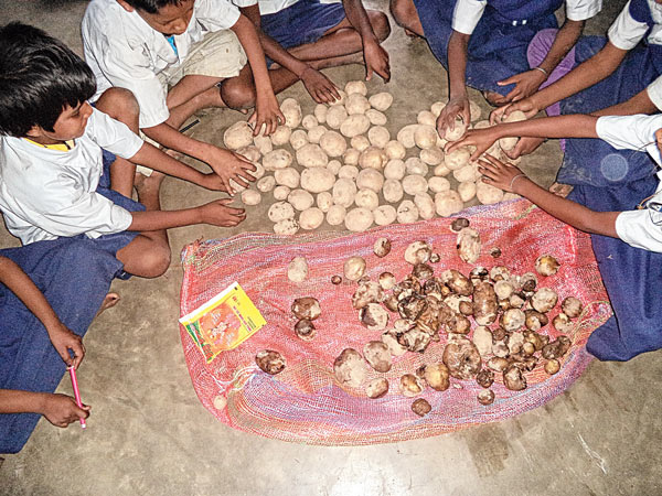 Problem in a school with the potatoes of donation