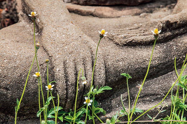 উজ্জীবন: বিড়লা অ্যাকাডেমিতে প্রদর্শিত প্রবীর পুরকায়স্থ-র একটি ছবি