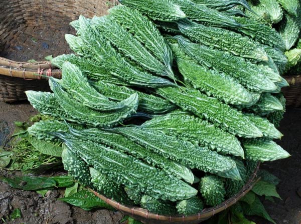 Farmers are in trouble after not getting proper price for bitter gourd