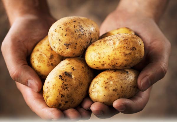 Anger in school that Potatoes that are given by Government are rotten