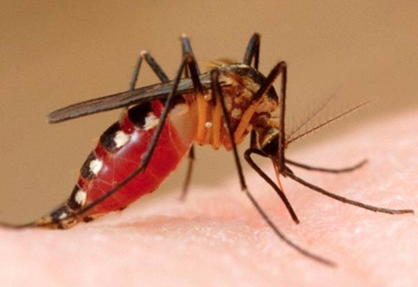 Possibilities of Dengue, Malaria increasing due to lack of awareness at Uttarpara