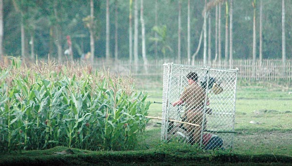 ঘেরাটোপে: চিতাবাঘকে ঘুমপাড়ািন গুলি ছোড়ার প্রস্তুতি। নিজস্ব চিত্র