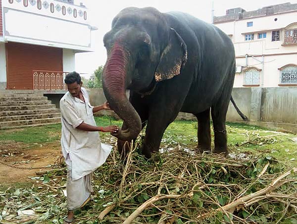 ফেরা: গুলা ও লক্ষ্মী। নিজস্ব চিত্র