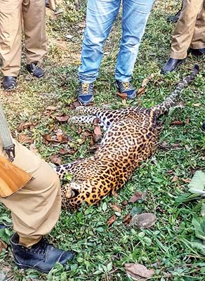 A Leopard dies again
