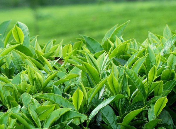 Emphasis on improving the tea industry