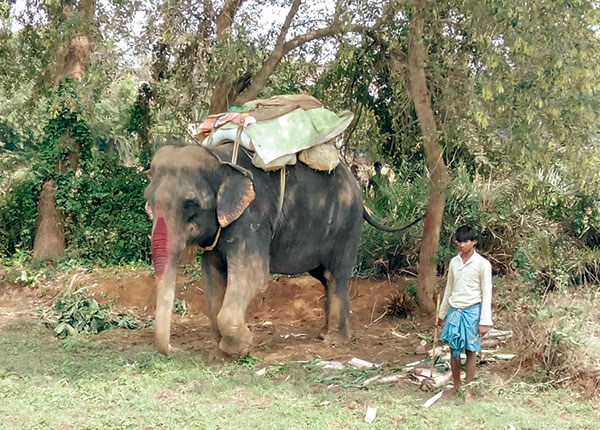 ঘাতক: সেই হাতি। নিজস্ব চিত্র।