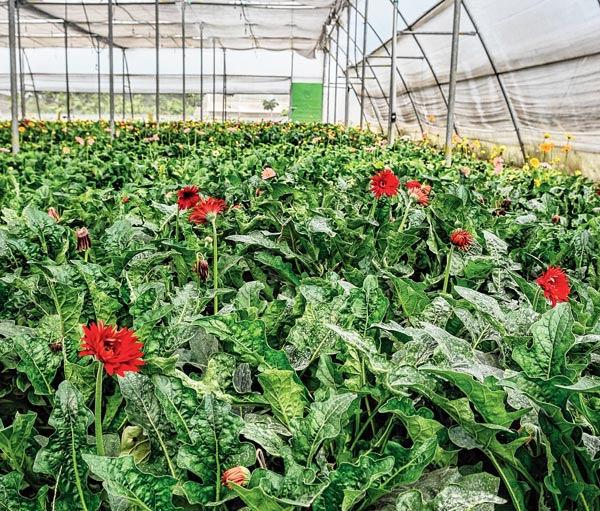 Poly House method in vegetables farming give profit to farmers 