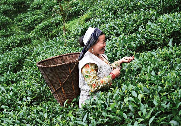 We have to understand the economy first to understand the politics of Darjeeling