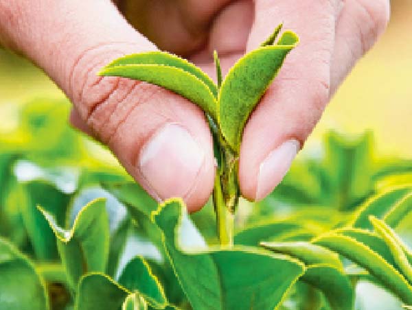 Militant attacks in Iran: The tea industry is in bad condition in India