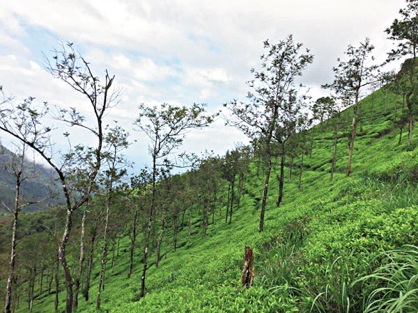 Tour diary of Nilgiri mountains