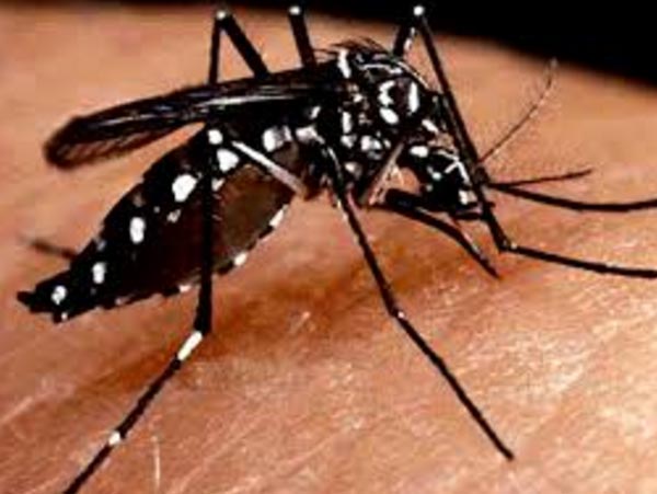 Five corporations are warned of Dengue