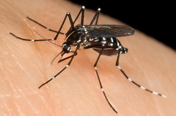 Municipal campaign to prevent dengue