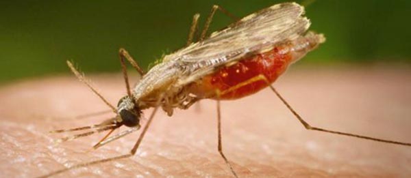 Mosquito larva floating in submerged water, municipality doesn't pay any attention