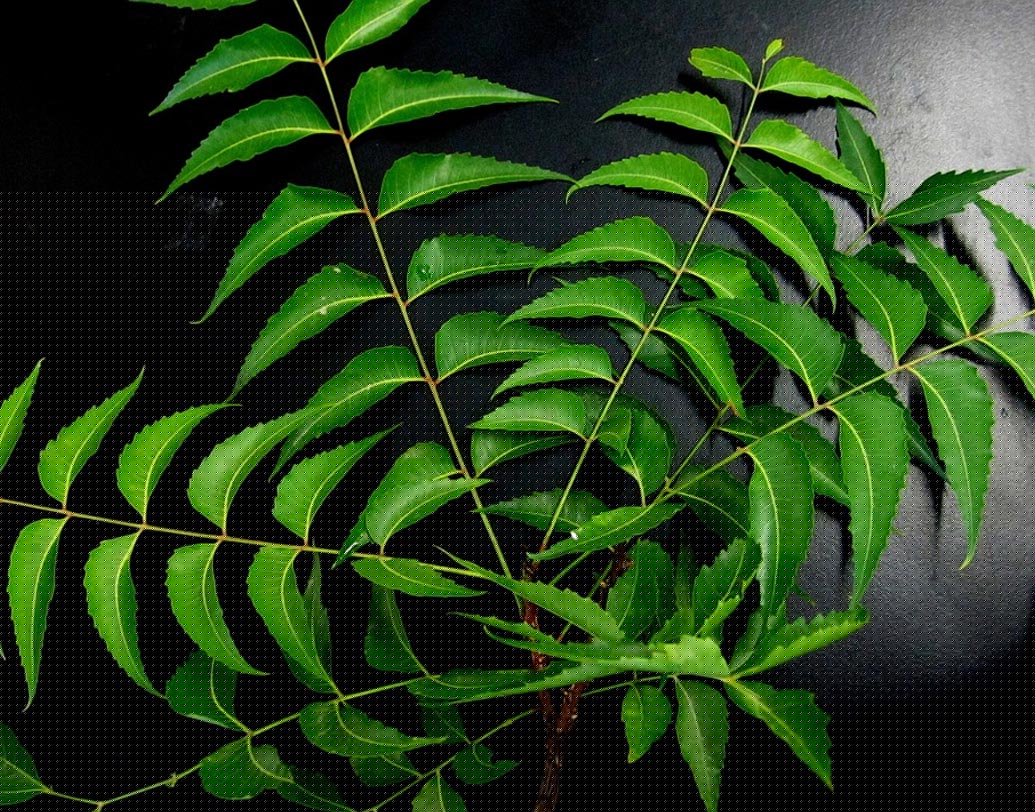 নিম টোনার: নিমপাতা ছোট ছোট করে ছিঁডে আগের পদ্ধতিতেই টোনার বানিয়ে ফ্রিজে রেখে দিন। অ্যাকনের সমস্যায় এই টোনার খুব উপকারি।