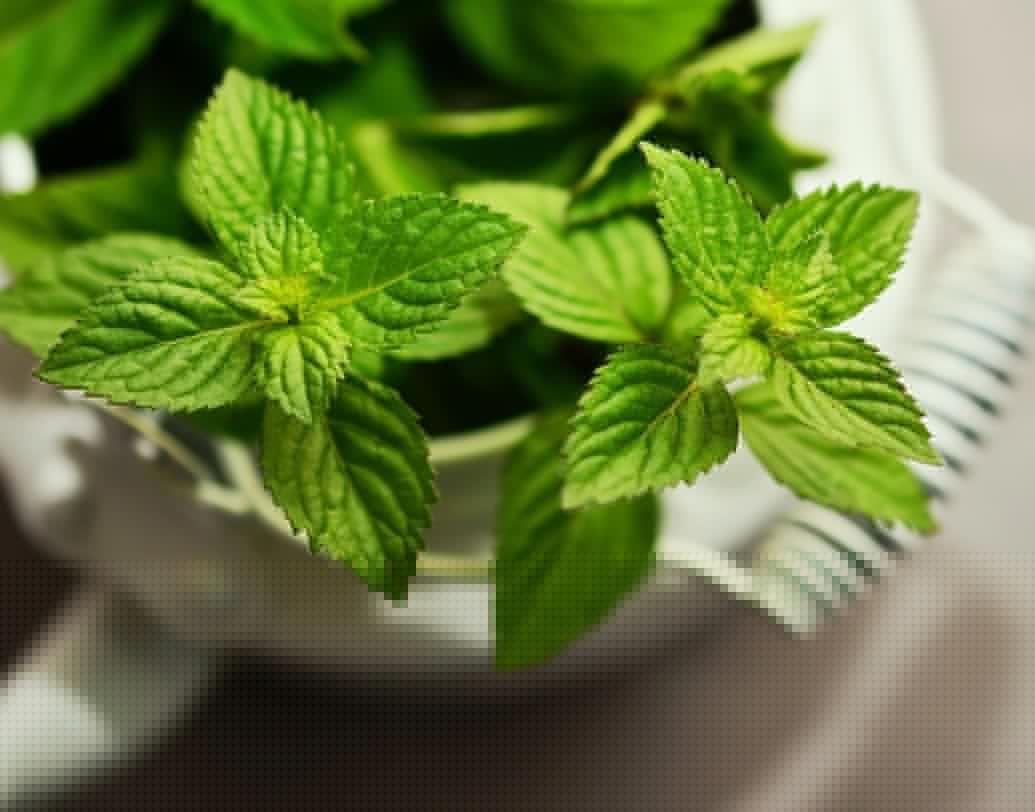 গ্রিন টি টোনার: ২ কাপ জল ফোটান। আঁচ বন্ধ করে ১-২ টি ব্যাগ বা ৪ চা চামচ গ্রিন টি দিয়ে ৩০ মিনিট চাপা দিয়ে রাখুন। ছেঁকে নিয়ে বোতলে ভরে ফ্রিজে রাখুন।