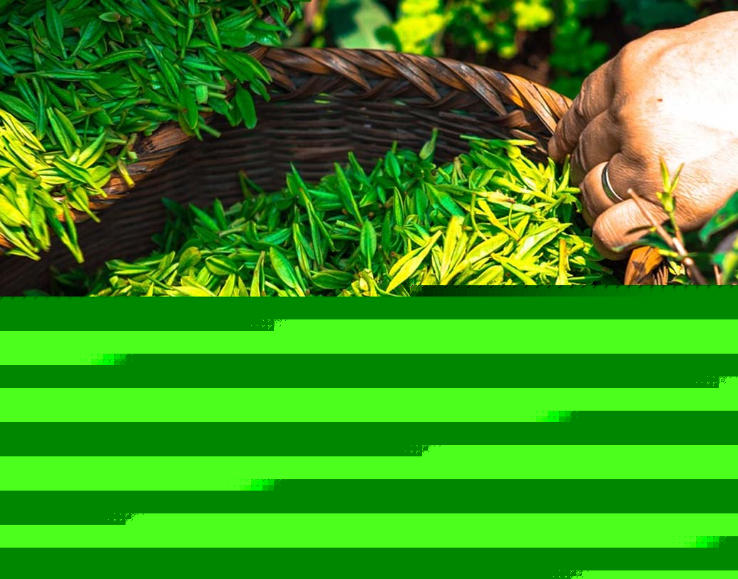 চিন: এই দেশ থেকেই প্রথম চায়ের প্রচলন শুরু হয়েছিল। দক্ষিণ চিনে পাহাড়ি এলাকায় প্রথম চা চাষ শুরু হয়। অঞ্চল ভিত্তিতে ব্ল্যাক টি, রেড টি চাষ হয় চিনে। ব্ল্যাক টি চিনে সতর্কতা বাড়ানো, রক্তে কোলেস্টেরলের মাত্রা কমানো ও চুলের স্বাস্থ্য ভাল রাখতে ব্যবহৃত হয়।