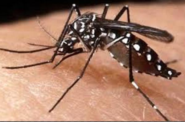 Dengue infections increasing in city