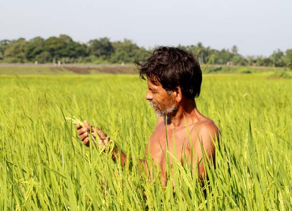 জলমগ্ন এলাকার চাষিদের বিনামূল্যে বীজ ধান দেওয়া হবে।—ফাইল চিত্র।