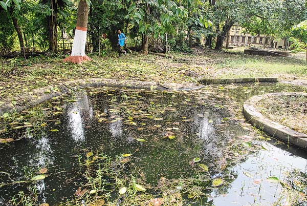 Mosquitoes increasing day by day in Shibpur College campus