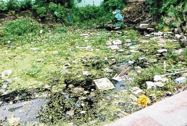 No surveillance in the logged water where Dengue mosquitoes can born