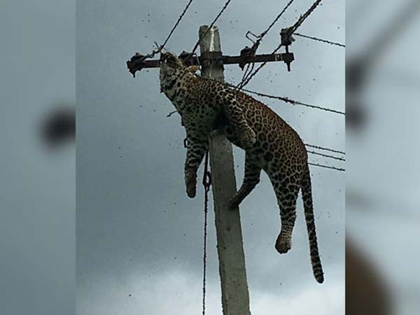 মালারাম জঙ্গলের সংলগ্ন এলাকায় ঘটনাটি ঘটে। ছবি- সংগৃহীত