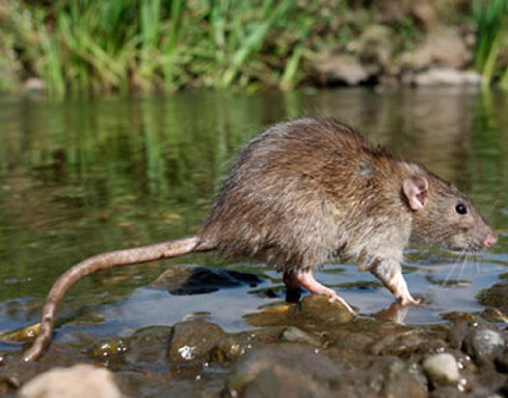 লেপ্টোসিরোসিস: এই রোগ ওয়েইল’স সিন্ড্রোমা নামে পরিচিত। সংক্রমিত পশুদের প্রস্রাবের মাধ্যেম জল, মাটি থেকে মানুষের শরীরে সংক্রমণ ছড়ায়। মাথা যন্ত্রণা, জ্বর, প্রদাহ এই রোগের লক্ষণ।