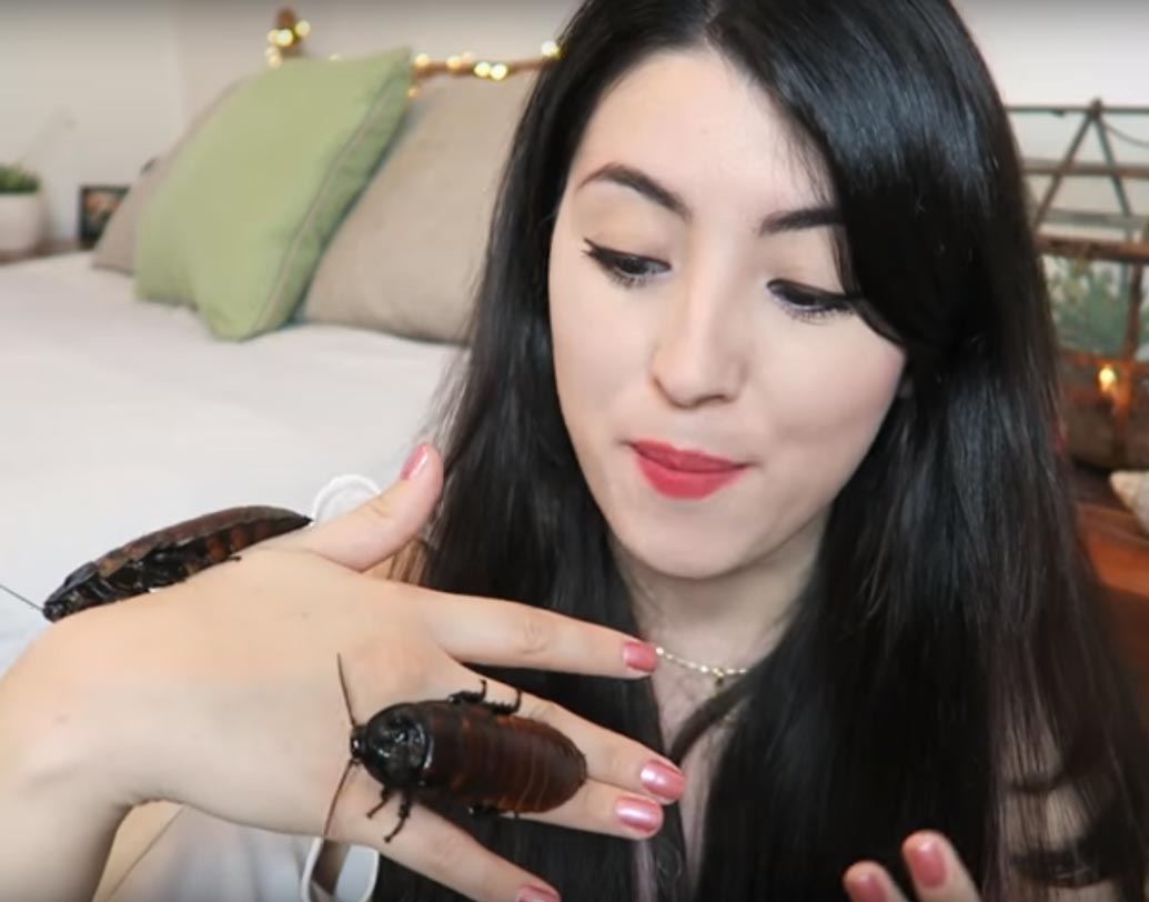 মেয়েরা সাধারণত আরশোলাকে খুব ভয় পায়। কিন্তু এম-এর সংগ্রহে রয়েছে মাদাগাস্কারের বিশাল এক জোড়া আরশোলা।