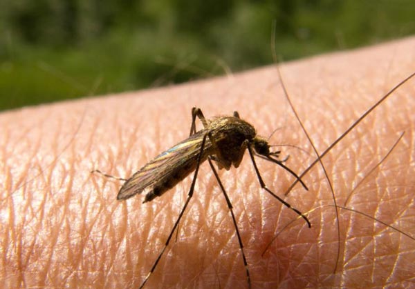 Malaria has increased at Kakdwip