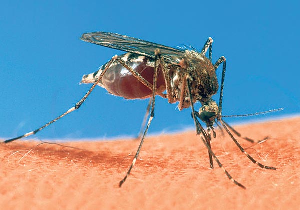 Malaria spreading in city again