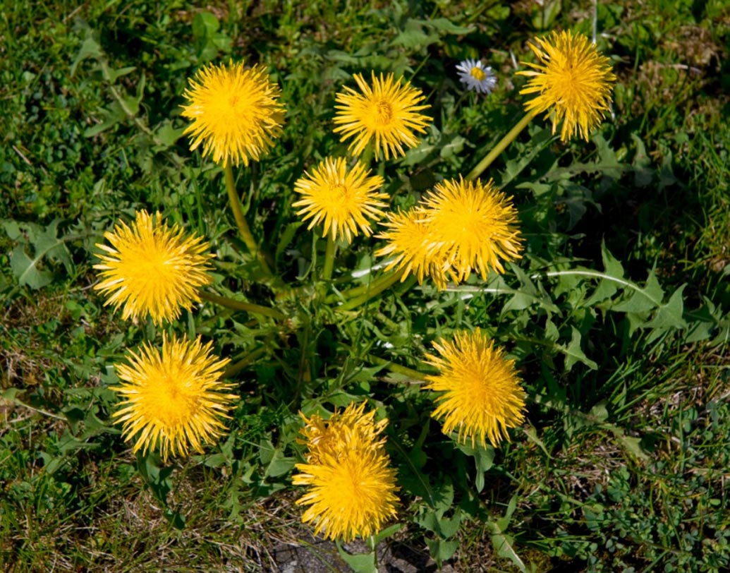 10 teas for healthy skin dgtl