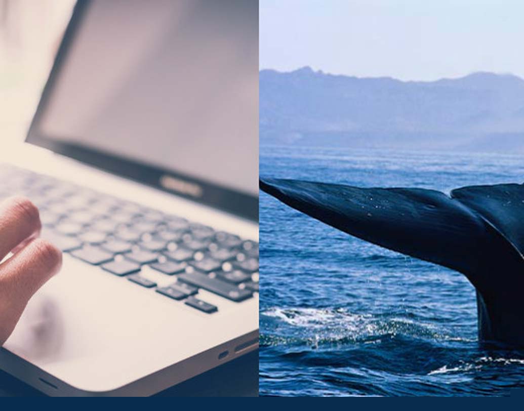 এই গেমের বিভিন্ন ধাপে রয়েছে ঝুঁকিপূর্ণ চ্যালেঞ্জ। যেমন ব্লেড দিয়ে হাতে তিমির ছবি আঁকা, সারা গায়ে আঁচড় কেটে রক্তাক্ত করা কখনও ভোর ৪.৩০-তে উঠে একাকী ছাদের কার্নিসে ঘুরে বেড়ানো, রেল লাইনে সময় কাটানো, ভয়ের সিনেমা দেখা ইত্যাদি।