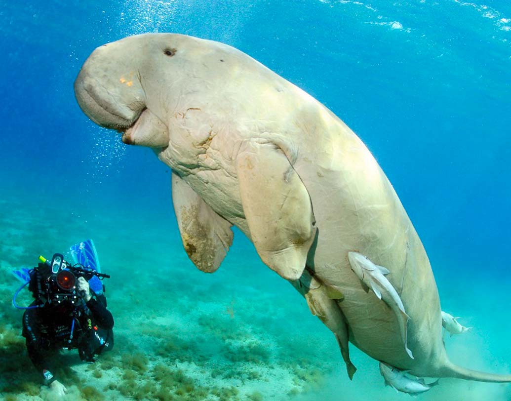 এখানকার রাজ্যপশু ‘ডুগঙ্গ’। এদের ‘সামুদ্রিক গরু’ও বলা হয়। এরা খুবই শান্ত ও নিরামিষাশী। ‘ডুগঙ্গ’কে ‘সমুদ্রের পরী’ও বলা হয়।