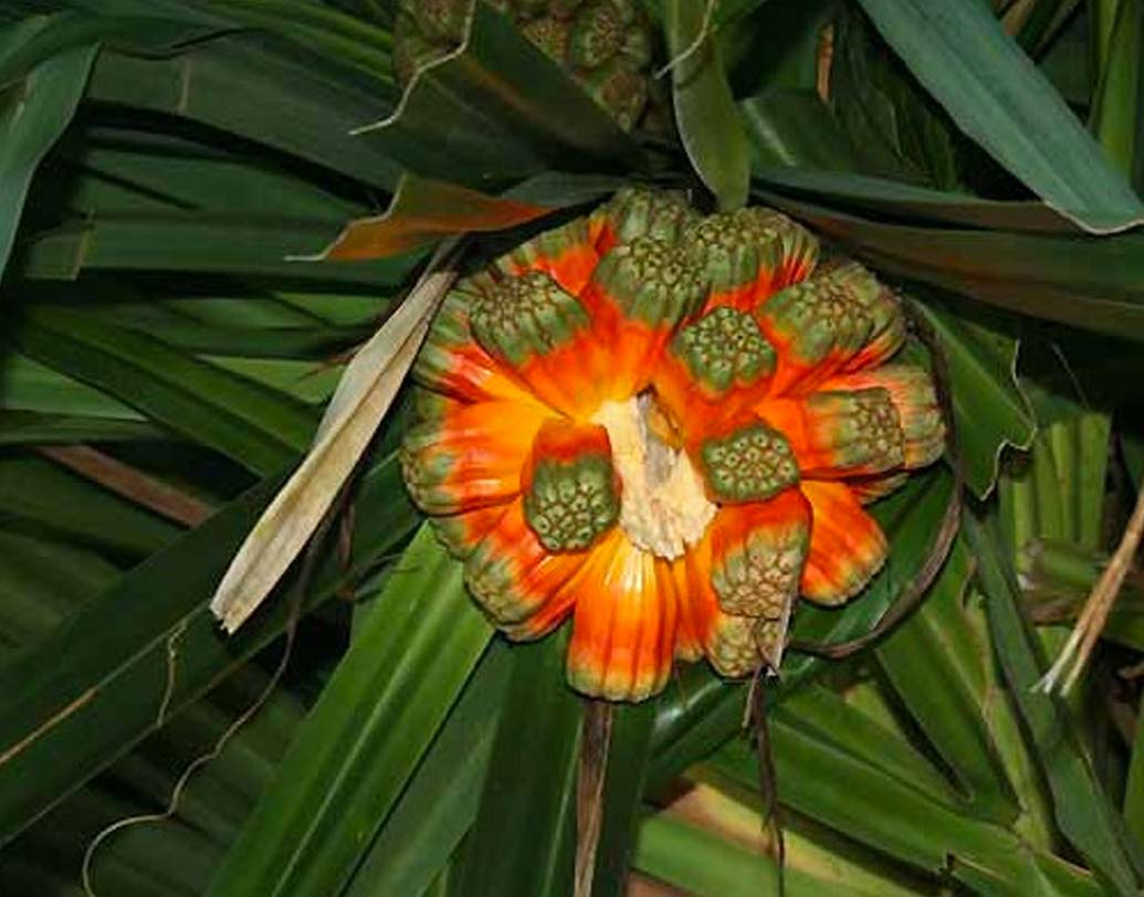 ‘পান্ডুনাস’ নামে বিরলতম একটি ফল পাওয়া যায় নিকোবরে। স্থানীয় মানুষদের কাছে এটি অত্যন্ত জনপ্রিয় খাদ্য।