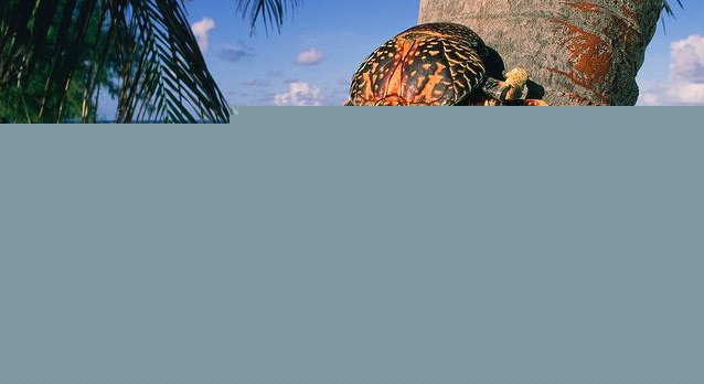 পৃথিবীর সবচেয়ে বড় সন্ধিপদ প্রাণীটিও পাওয়া যায় এখানেই। বির্গাস লাটরো বা রবার ক্রাবের দেখা পেতে পারেন এখানে বেড়াতে গেলে।