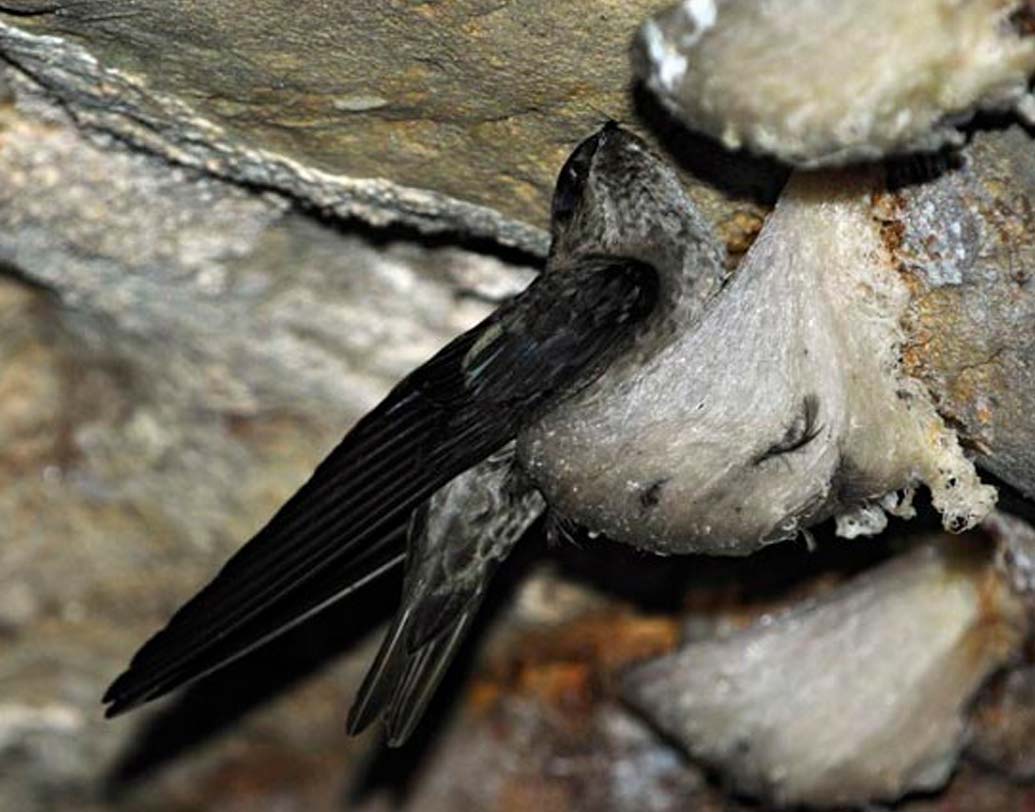 ভাগ্যে থাকলে সুইফ্টলেট পাখির দেখাও পেতে পারেন। এই পাখির বাসা খাদ্য হিসাবেও জনপ্রিয়।