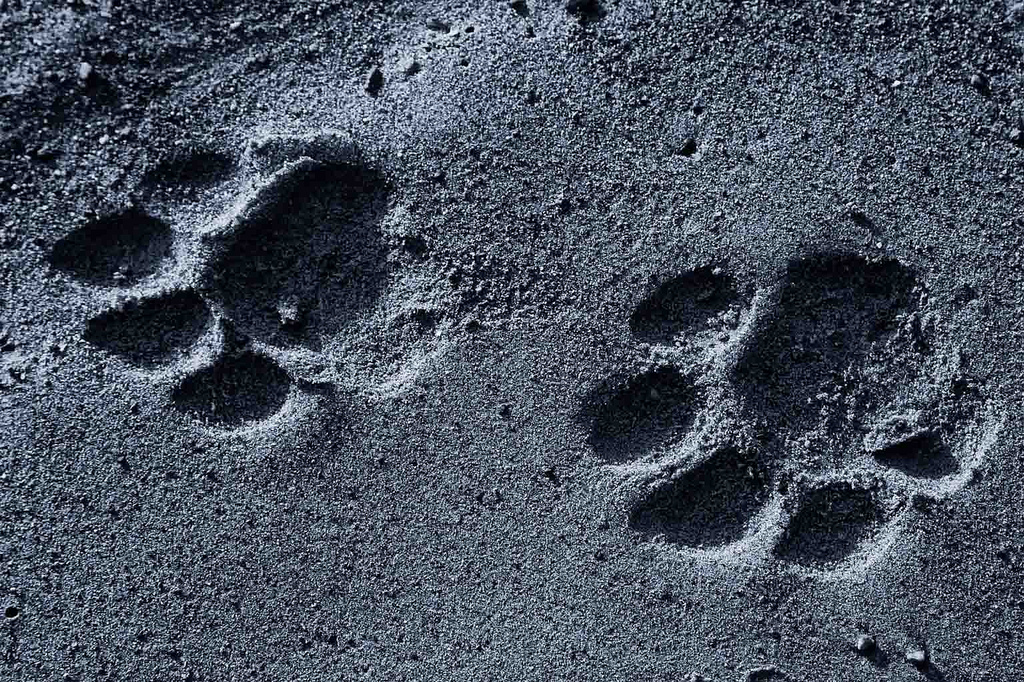 People of Siliguri are suffering from fear of tiger after noticing a pugmark