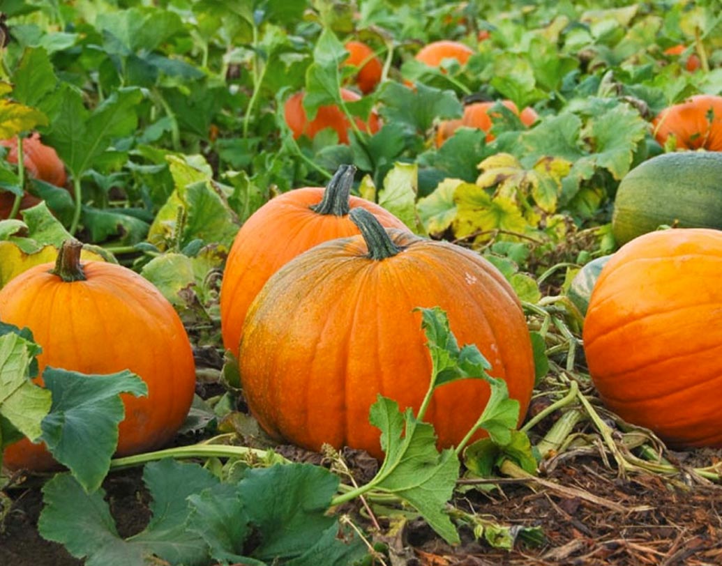 কুমড়ো: অনেকেই হয়তো নাক সিঁটকাবেন। কিন্তু এক কাপ রান্না করা স্ম্যাশড্ কুমড়োয় একটা ডিমের সমান পুষ্টি রয়েছে।