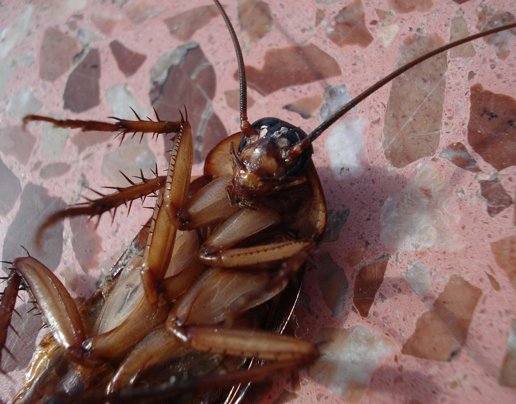পোকামাকড় তাড়াতে ঢাকনা খুলে রেখে ঘরের এক কোণে রেখে দিন ভিক্‌সের একটি শিশি।