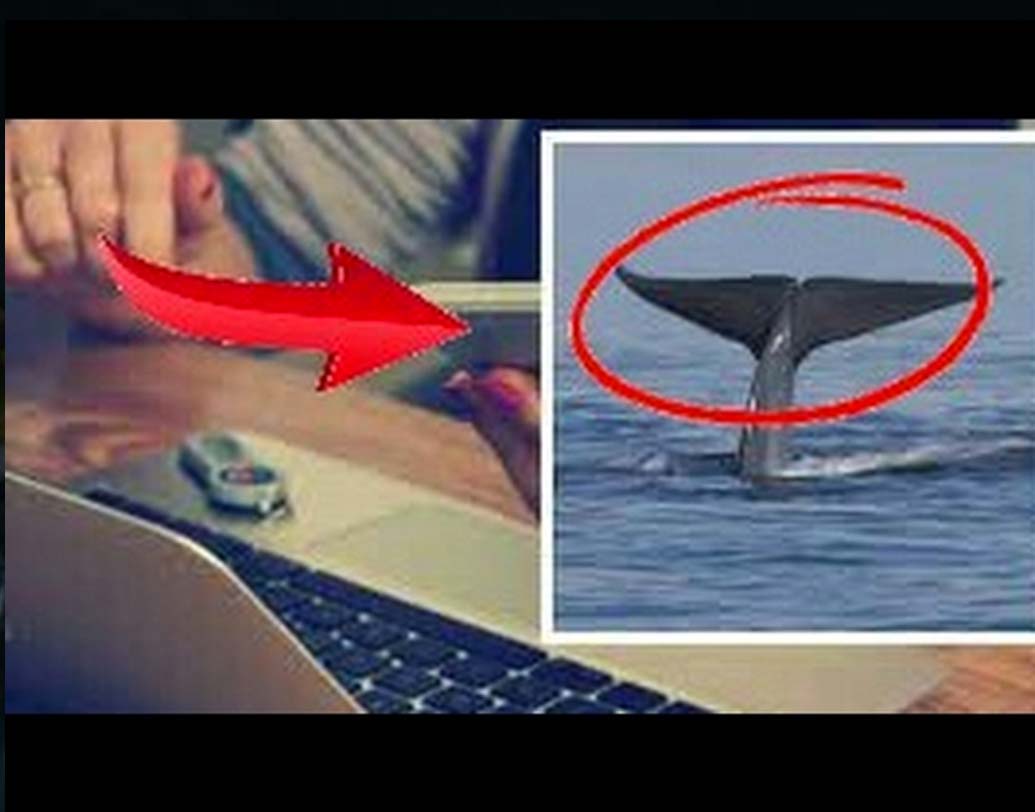 এই গেমের নিয়ম অনুযায়ী ৫০ দিনে ৫০টি টাস্ক থাকে। প্রথম দিকে এই গেমের কিছু সহজ টাস্ক থাকে। কিউরেটরের নির্দেশ অনুযায়ী, গান শোনা, ভোর ৪টে ২০ মিনিটে ঘুম থেকে উঠে ভূতের সিনেমা দেখা ইত্যাদি কাজ করতে হবে। ২৭ তম দিনে হাত কেটে ব্লু হোয়েলের ছবি আঁকতে হয়। ৫০ তম দিনে আত্মহত্যার মাধ্যমে এই গেমের সমাপ্তি হয়।