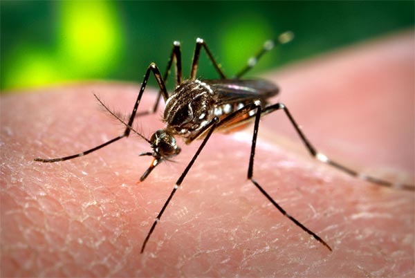 Dengue is under control through continuous campaigning