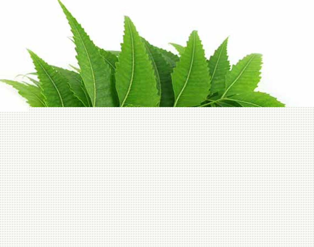 মশা তাড়াতে ঘরে নিম পাতা জ্বালিয়ে রাখুন।