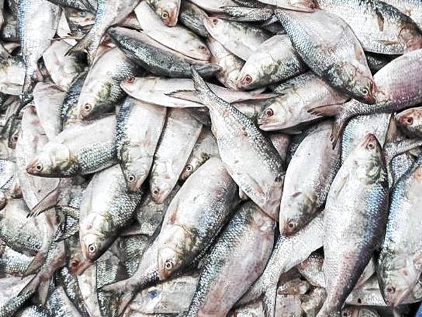 Hilsa lovers are happy now after getting fishes in suitable price