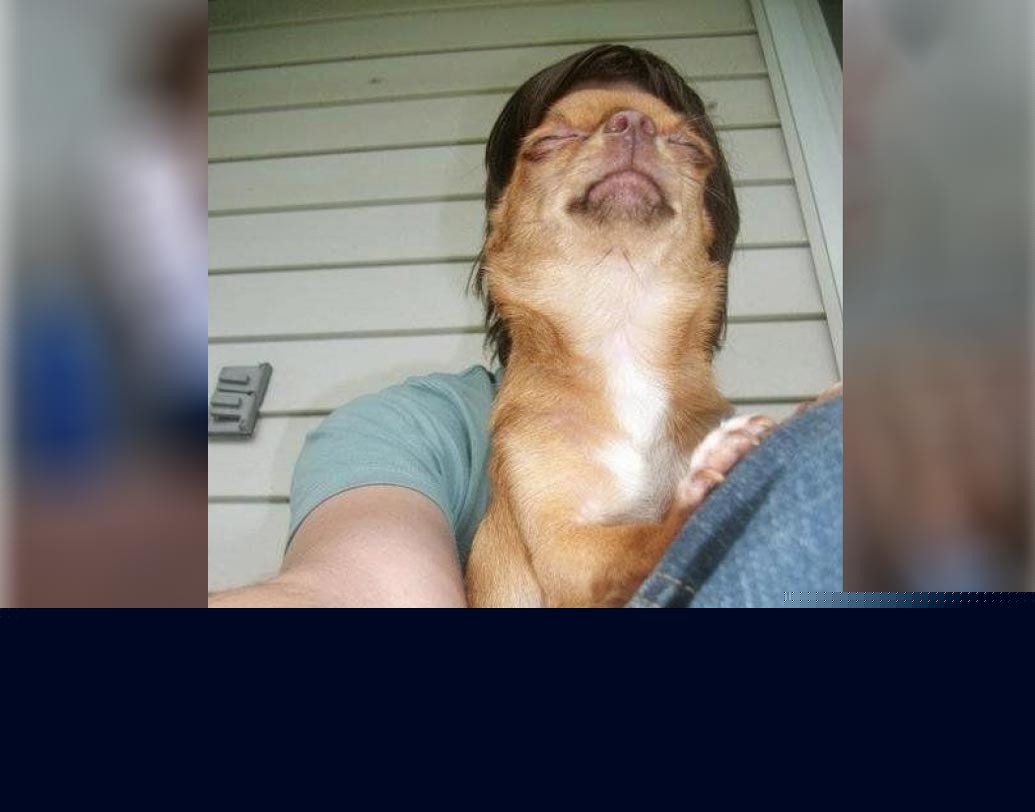 মানুষের শরীরে ধ্যানস্থ কুকুর! আসলে মনিবের কোলে চোখ বুজে বসে রয়েছে তাঁর আদুরে পোষ্য।