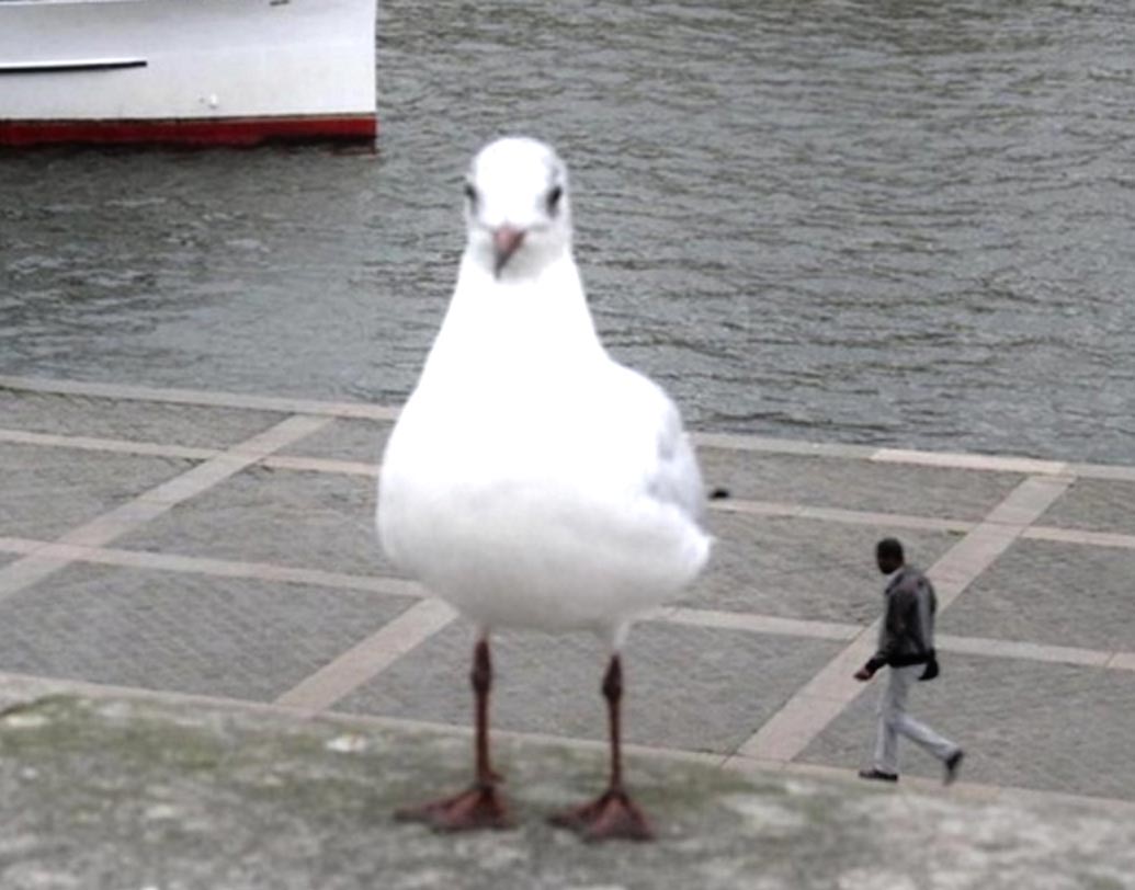 দাঁড়িয়ে রয়েছে বিশাল সিগাল। পেছন দিয়ে হেঁটে যাচ্ছে ‘লিলিপুট’ মানুষ! আসলে এটাও ছবি তোলার গুণে।
