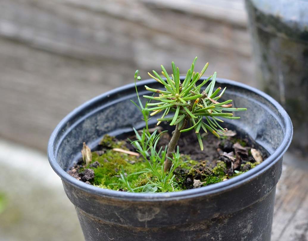 চারা গাছ: বন্ধুকে দিতে পারেন ছোট্ট একটি গাছের চারা। বন্ধুত্বের প্রতীক হিসেবে। প্রতি দিল জল দিয়ে যত্ন নিয়ে যে ভাবে চারা গাছ বড় করে তুলতে হয়, বন্ধুত্বের সম্পর্কও সে ভাবে সযত্নে টিকিয়ে রাখতে হয়।