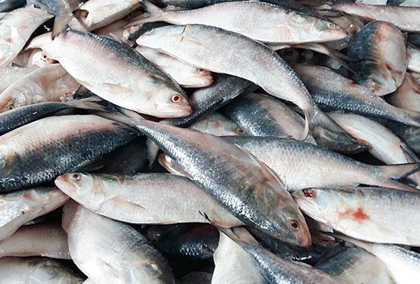 After a lot of struggle, supply of Hilsa increased