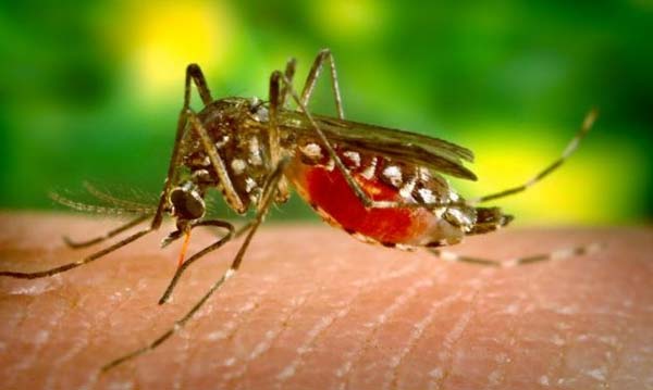Malaria infection increases in city again